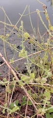 Achyranthes