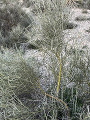 Parkinsonia texana