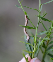 Ectropis crepuscularia