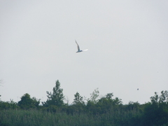 Gelochelidon nilotica