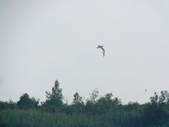 Gelochelidon nilotica