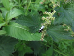 Ethmia quadrillella
