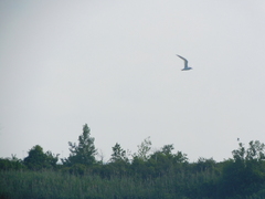 Gelochelidon nilotica