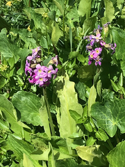 Primula parryi