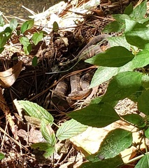 Nerodia sipedon pleuralis