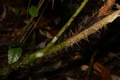 Calamus moti
