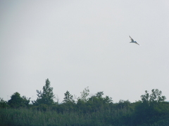 Gelochelidon nilotica