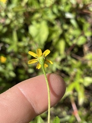 Acmella repens