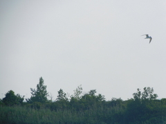 Gelochelidon nilotica