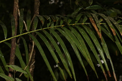 Calamus moti