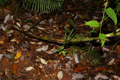 Calamus moti