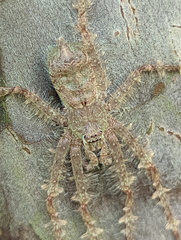 Pandercetes gracilis