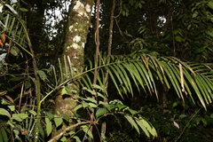 Calamus moti