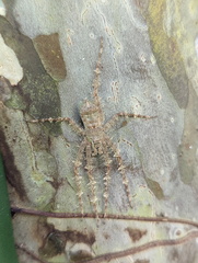 Pandercetes gracilis