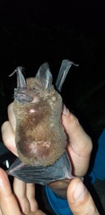 Phyllostomus elongatus