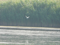 Gelochelidon nilotica