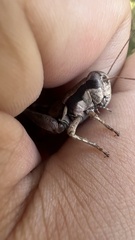 Melanoplus rusticus