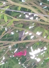 Rupornis magnirostris