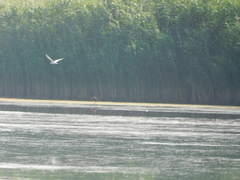 Gelochelidon nilotica