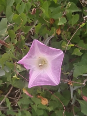 Ipomoea jicama