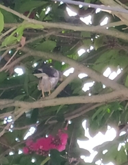 Rupornis magnirostris