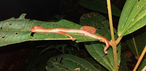 Black-collared Snake