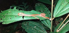 Drepanoides anomalus