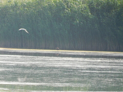 Plegadis falcinellus