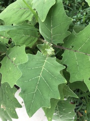 Leptostemonum