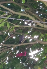 Rupornis magnirostris