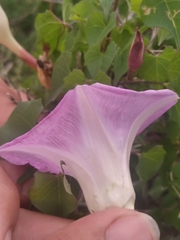 Ipomoea jicama