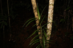Freycinetia excelsa