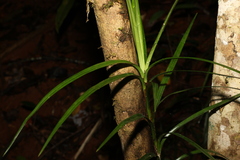 Freycinetia excelsa