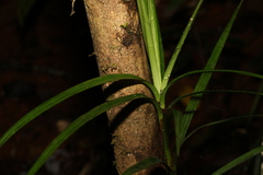 Freycinetia excelsa