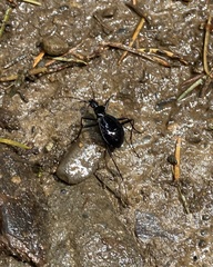 Scaphinotus angusticollis