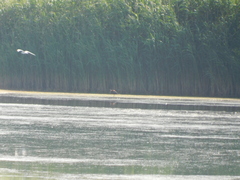 Plegadis falcinellus