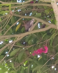 Rupornis magnirostris