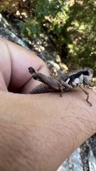 Melanoplus rusticus