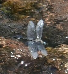 Brechmorhoga pertinax