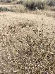 Bouteloua barbata