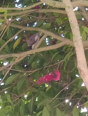 Rupornis magnirostris