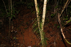 Freycinetia excelsa
