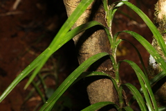 Freycinetia excelsa