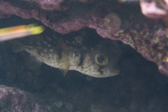 Dicotylichthys punctulatus