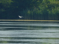 Gelochelidon nilotica