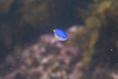 Pomacentrus coelestis