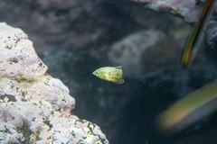 Anampses caeruleopunctatus