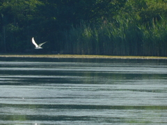 Gelochelidon nilotica