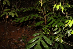 Athertonia diversifolia