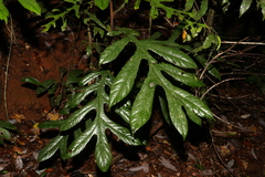 Athertonia diversifolia